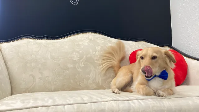 Salty Dogs DIY Dog Wash