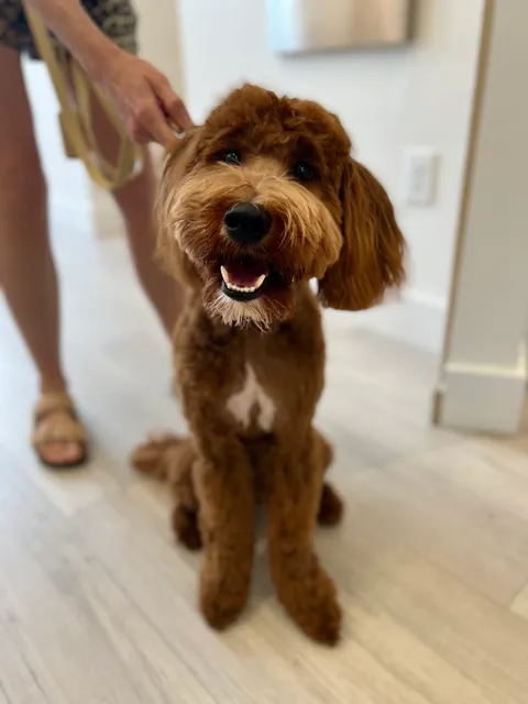 Petfolk Veterinary & Urgent Care - Lake Buena Vista