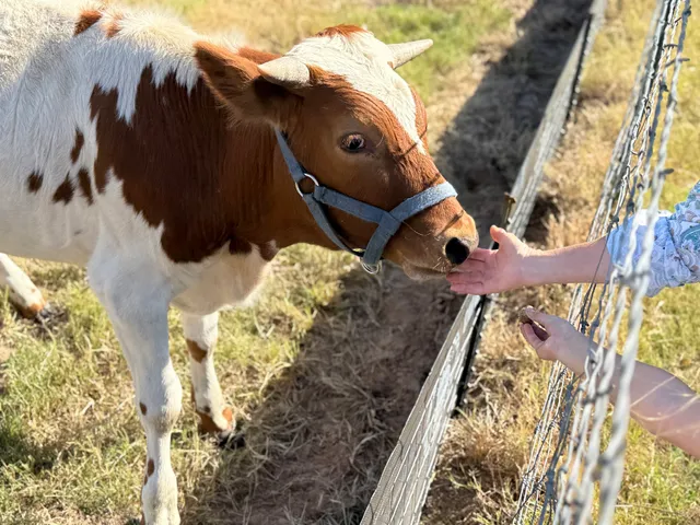 Legacy Longhorn Ranch and RV Resort