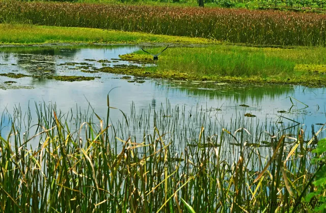 Mavoor Wetlands