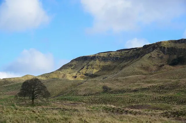 Lang Craigs Woodland Trust Woods