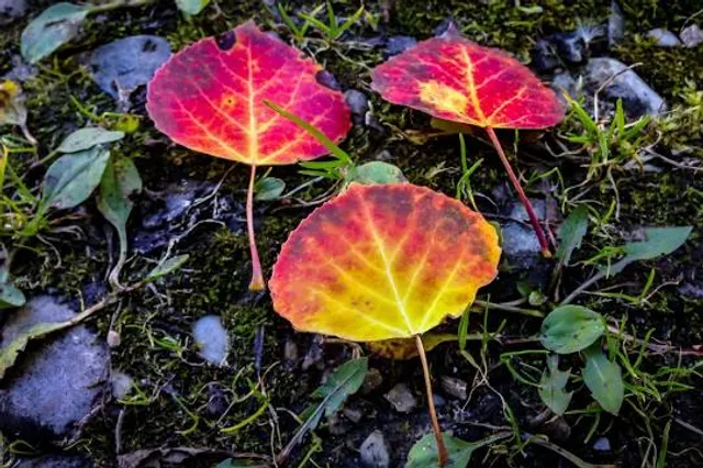 Wabamun Lake Provincial Park