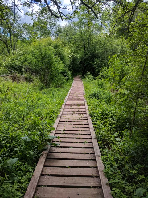 Elm Ridge Wild Forest