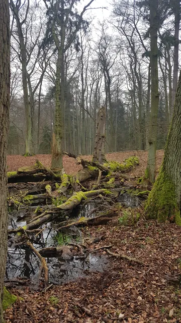 Rezerwat przyrody Buki Mierzei Wiślanej