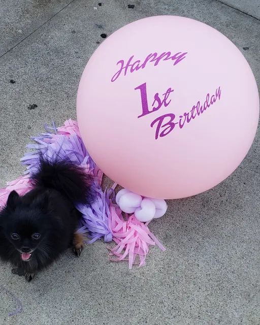 Angeles Flower & Balloon ⭐⭐⭐⭐⭐