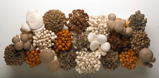 Gourmet Mushrooms Inc - Mycopia