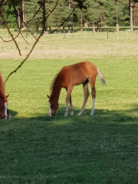 Boomgarden Park Helmste