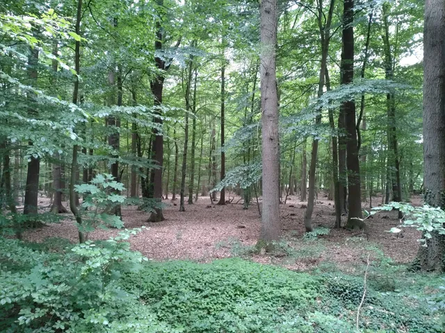 Beverner Wald