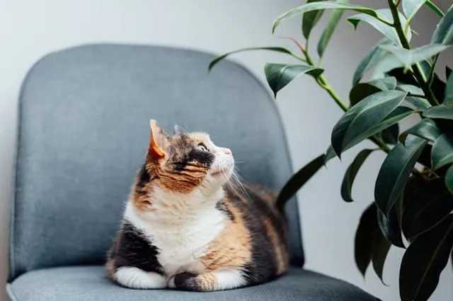 Monumental Vírgen de Guadalupe