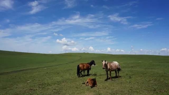 Huiteng Xile Grassland Tourist Zone