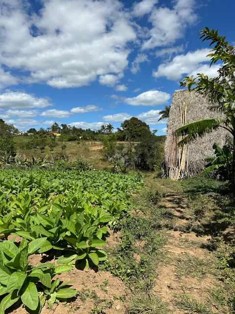 Finca Tabacum