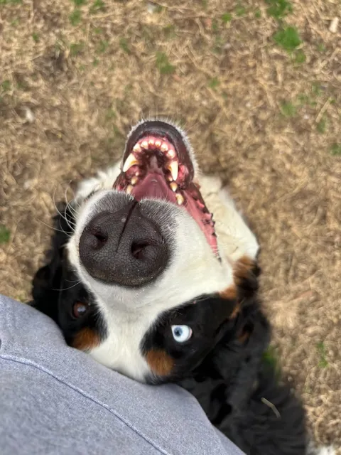 Lake Wylie Pet Resort