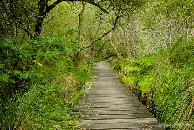 Réserve naturelle nationale de l'Étang Noir