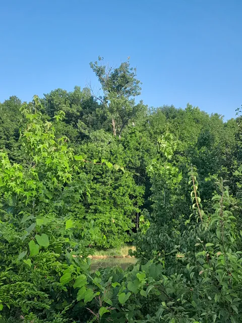 Shelby Bottoms - Forrest Green Trailhead
