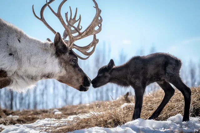 Chena Outdoor Collective LLC