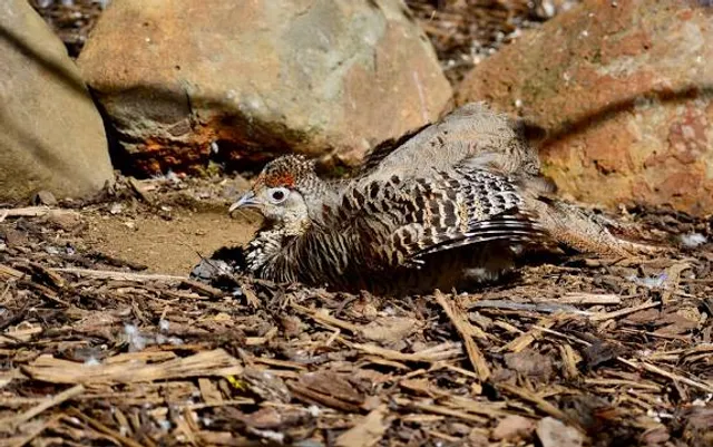 Speke Memorial Monument, source of the Nile