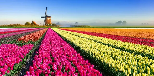 Tulip Tours Holland