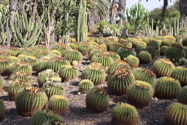 HaKaktusim Garden