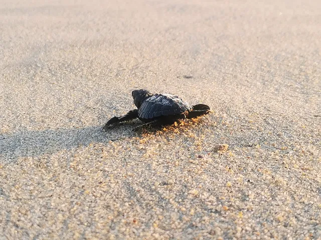 Campamento Tortuguero Palmarito