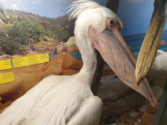 Musei Comunali di Villa Baciocchi