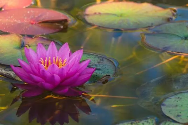 Bodhinyanarama Buddhist Monastery