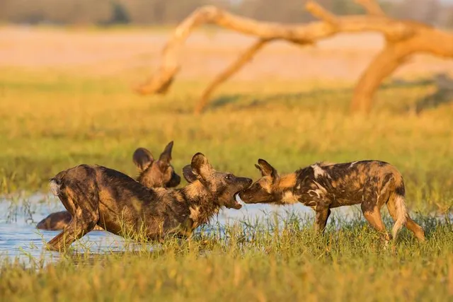 Manovo-Gounda-Saint Floris National Park