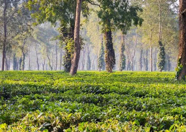 Fountain Ivasik-Telesyk