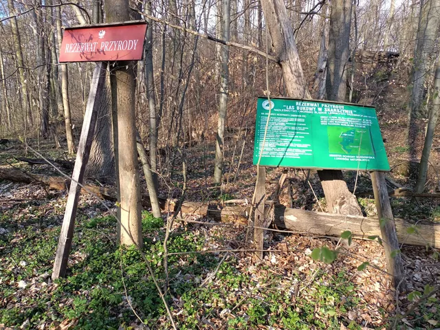 Rezerwat przyrody Las Bukowy w Skarszynie