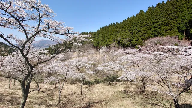 Takamori Senbonzakura
