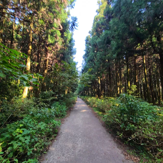 Saryeoni Forest Path