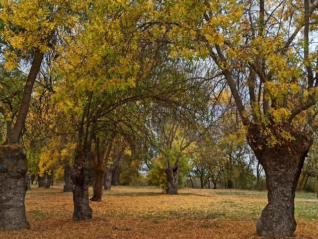 San Esteban de Gormaz