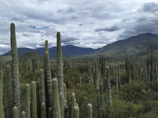 Reserva de la Biósfera Tehuacán-Cuicatlán