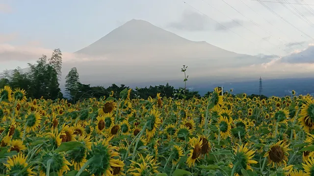 Sunflower Field