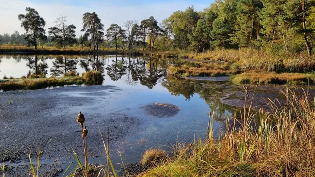 Obszar Natura 2000 "Bagno Chlebowo"