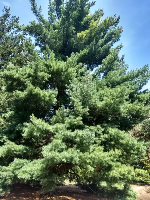 Pinetum de Dennenhorst