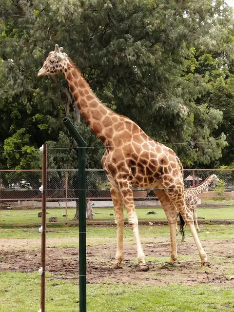 Zoológico de Morelia