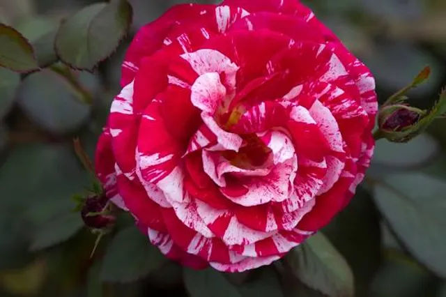 Lauritzen Gardens/Kenefick Park