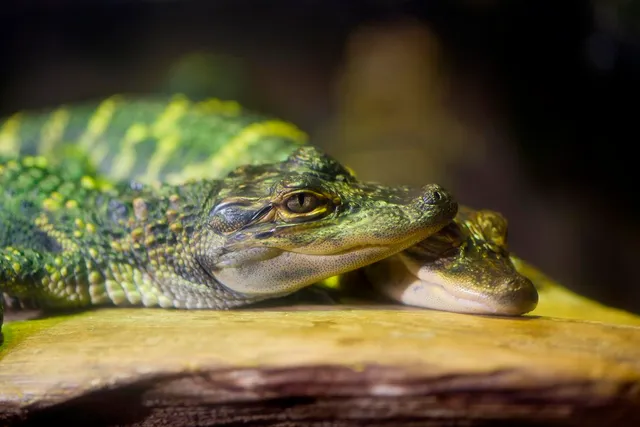 Mississippi Museum of Natural Science