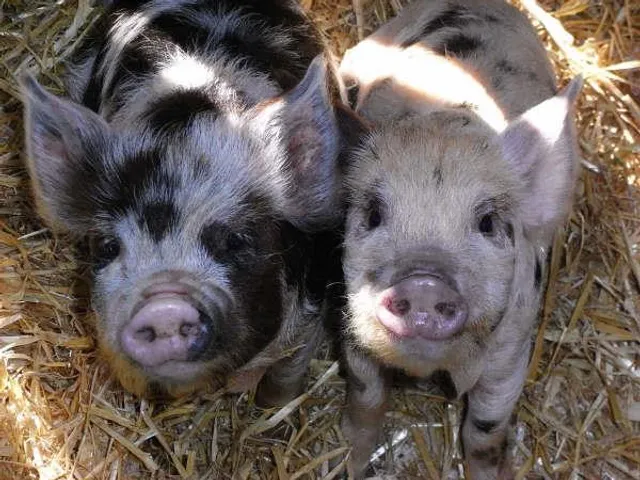 The Big Sheep & Little Cow