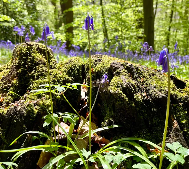 Coed Y Felin North Wales Wildlife Trust Nature Reserve