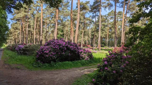 Rhododendronwald