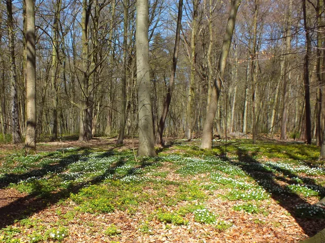 Park. Aleksandra Fredry