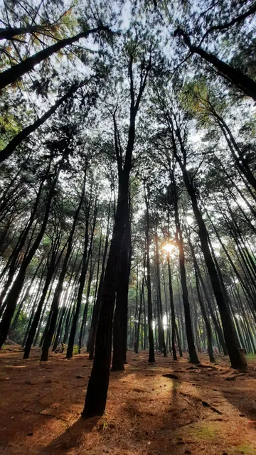 Hutan Pinus Cibubur
