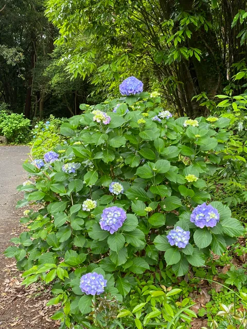 Shimin-no-mori (Country Forest)