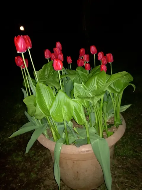 Villa Visconti Banfi