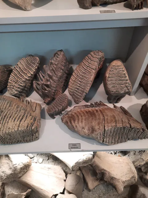 Muzeum Skamieniałości i Minerałów w Dubiecku