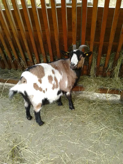 Wildtiergehege am Pöhlberg