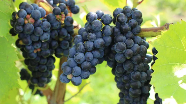 Thousand Islands Winery