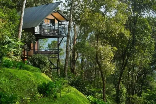 Tree House Munnar