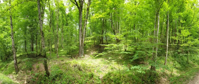جنگل خانیکان khanikan Forest